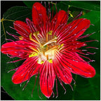 50+ Mixed Passion Flower Seeds-Vine Perennial Passionflower Seeds for Planting -Edible Fruit Passiflora Incarnata Seed Non-GMO Heirloom for Home Outdoor Garden