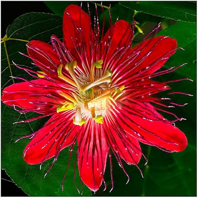 50+ Mixed Passion Flower Seeds-Vine Perennial Passionflower Seeds for Planting -Edible Fruit Passiflora Incarnata Seed Non-GMO Heirloom for Home Outdoor Garden