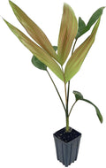 Red Flame Palm - Live Plant in a 4 Inch Growers Pot - Chambeyronia Macrocarpa - Extremely Rare Ornamental Palms from Florida