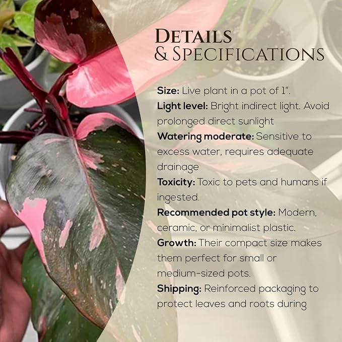 Philodendron Pink Princess (4 Pack) Live Starter Plug Plants, Variegated Indoor Houseplants, Easy Care Tropical Plants Live, Pink Foliage Houseplants