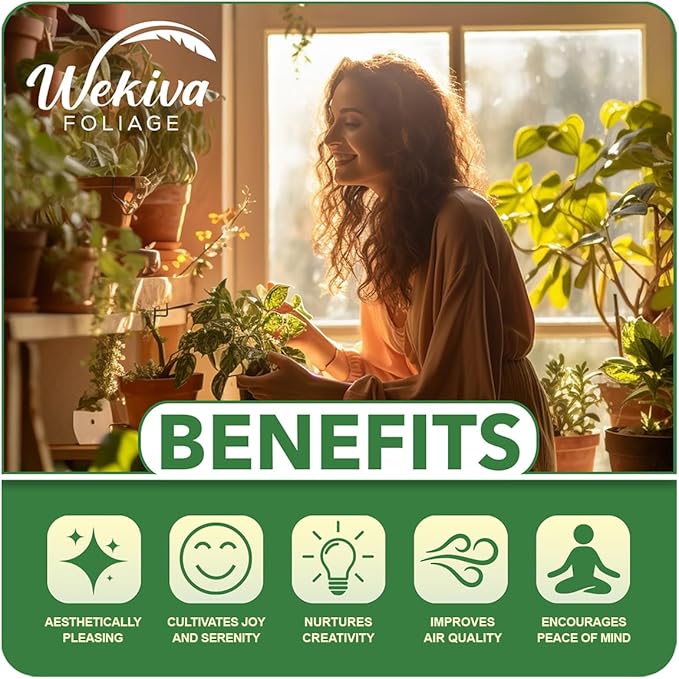 Neanthe Bella Parlor Palm - Live Plant in a 3 Inch Pot - Chamaedorea Elegans - Beautiful Clean Air Indoor Houseplant