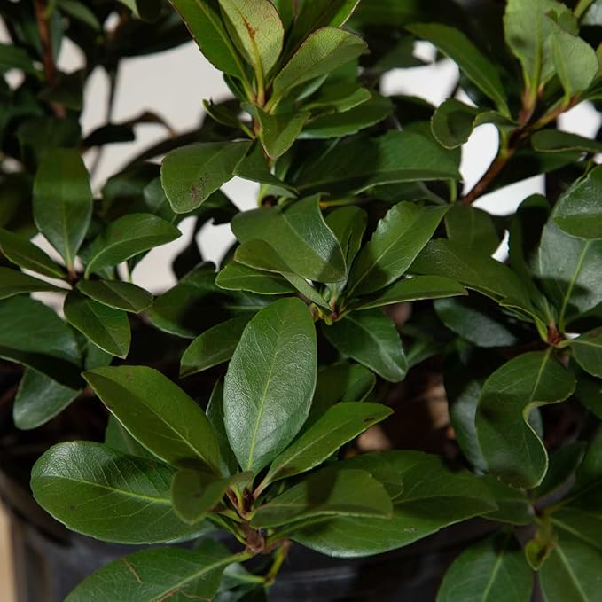 Snow White Indian Hawthorn (2.5 Gallon) White Blooming Evergreen Shrub - Full Sun Live Outdoor Plant