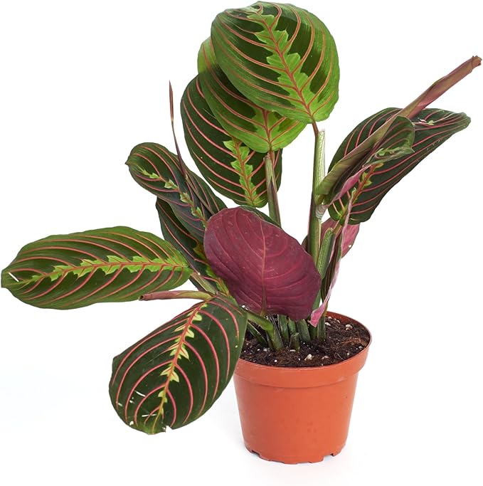 Shop Succulents Maranta Red, Hanging Live Indoor Plant, Prayer Plant, Easy Care Hanging Trailing Houseplant in Nursery Pot, Air Purifying Plant in Soil, Housewarming, Home Décor, Trails 4-6 Inches