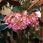 Begonia maculata 'Wightii', Polka Dot Begonia Plant Live, Clown Begonia, Trout Begonia, Spotted Begonia, houseplant, Spotted Angel Wing Foliage Rare, ContainerSize: 3.5"