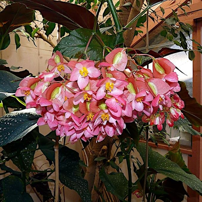 Begonia maculata 'Wightii', Polka Dot Begonia Plant Live, Clown Begonia, Trout Begonia, Spotted Begonia, houseplant, Spotted Angel Wing Foliage Rare, ContainerSize: 3.5"