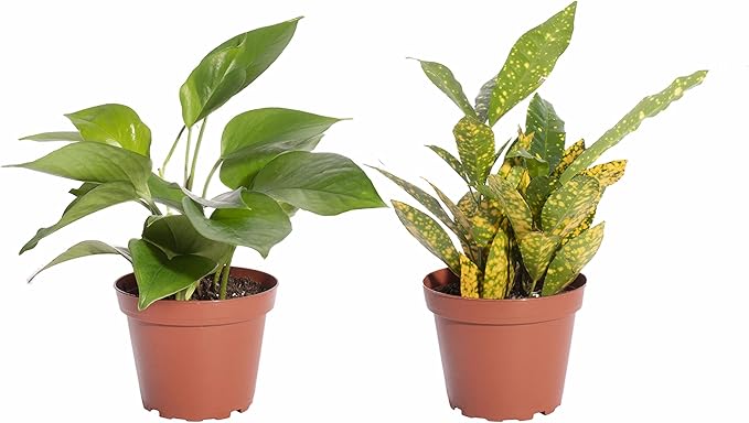 Shop Succulents | Standing Collection | Hand Selected, Air Purifying Live Indoor House Plants