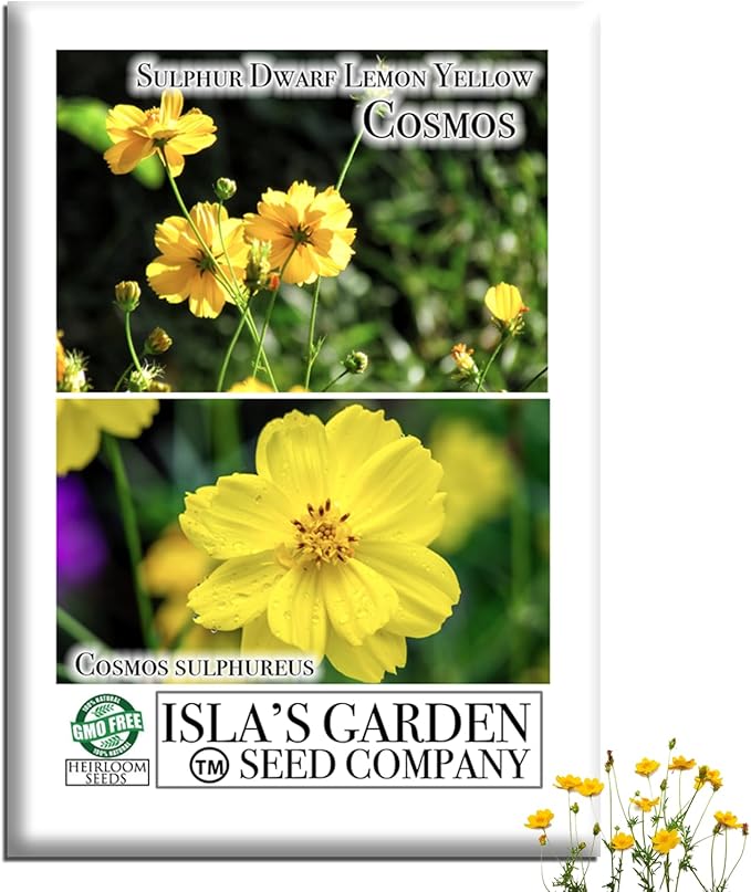 Lemon Yellow Sulphur Dwarf Cosmos Seeds (Cosmos sulphureus) – 100+ Heirloom Non-GMO Seeds by Isla’s Garden Seeds, Soft Yellow Compact Blooms, Pollinator-Friendly Summer Flowers for Beds & Containers