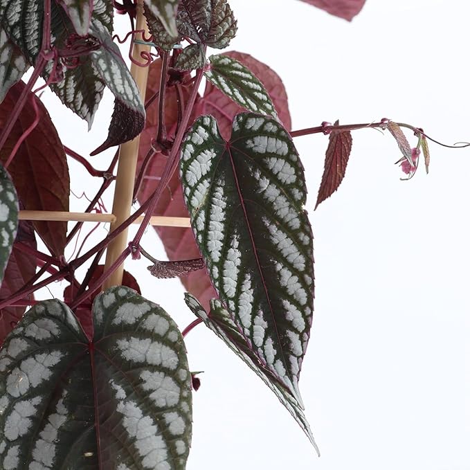 Rex Begonia Vine - 2 Live Starter Plants in 2 Inch Pots - Cissus Discolor - Extremely Rare and Beautiful Vining Indoor Houseplant - Air Purifying