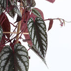 Rex Begonia Vine - 3 Live Starter Plants in 2 Inch Pots - Cissus Discolor - Extremely Rare and Beautiful Vining Indoor Houseplant - Air Purifying