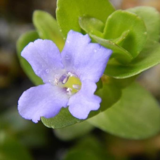 Chalily Lemon Bacopa, a Great Live Pond Plant for Your Water Garden. Filters koi and Goldfish Ponds. Good for Bogs, Plant Shelf or Shallow Water This marginal Aquatic is a Real Beauty