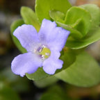Chalily Lemon Bacopa, a Great Live Pond Plant for Your Water Garden. Filters koi and Goldfish Ponds. Good for Bogs, Plant Shelf or Shallow Water This marginal Aquatic is a Real Beauty