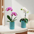 Orchid Pots with Holes 4 Inch 2 Pack, Ceramic Orchid Pot for Repotting with Saucers,More Ventilation Hole Easy Breathing, Plant Pot for Repotting Orchids and Other Flowers,Bullish Green