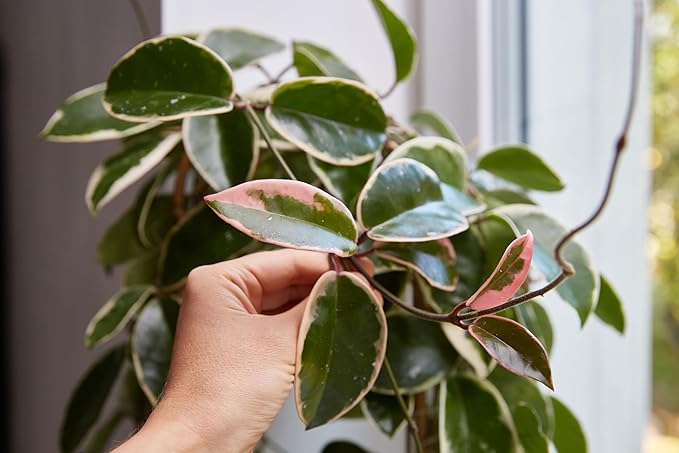 Krimson Queen Hoya, Live Plant in 3" Grower Pot, Easy Care, Houseplant.