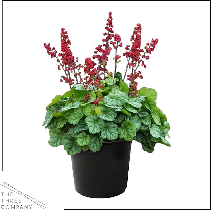 Live Heuchera (Coral Bells) - Shades of Green - Beautiful Shade Perennial - Healthy Spring Plant - 12" Tall by 6" Wide in 2.5 Qt Pot