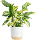 Costa Farms Calathea Live Plant in Decorative Pot, Large Indoor Houseplant, Perfect for Home, Room, or Office Decor, Great House Warming or Birthday Gift, 2-3 Feet Tall