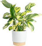 Costa Farms Calathea Live Plant in Decorative Pot, Large Indoor Houseplant, Perfect for Home, Room, or Office Decor, Great House Warming or Birthday Gift, 2-3 Feet Tall