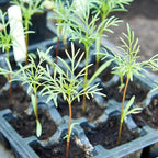 Cosmos Seeds in a Mixture of 11 Varieties - Long Blooming Period in All Zones - Easy to Grow