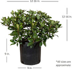 Snow White Indian Hawthorn (2.5 Gallon) White Blooming Evergreen Shrub - Full Sun Live Outdoor Plant