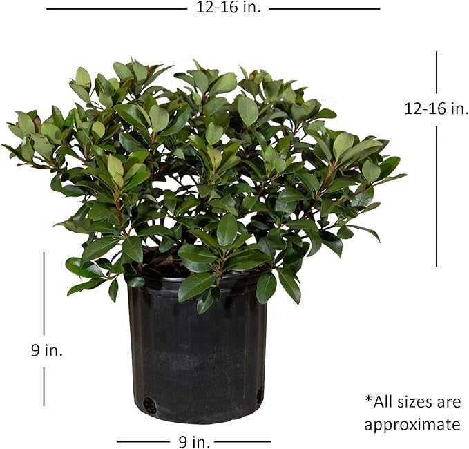 Snow White Indian Hawthorn (2.5 Gallon) White Blooming Evergreen Shrub - Full Sun Live Outdoor Plant