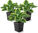 Live Perennial Hosta - Golden Tiara (3 Plants Per Pack) Beautiful Accent Plant, 10" Tall by 4" Wide in 1 Qt Pot