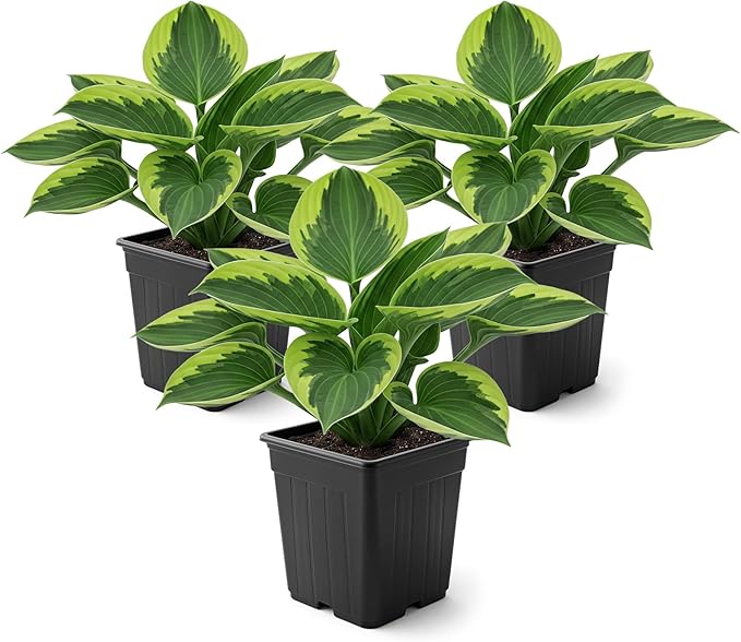 Live Perennial Hosta - Golden Tiara (3 Plants Per Pack) Beautiful Accent Plant, 10" Tall by 4" Wide in 1 Qt Pot