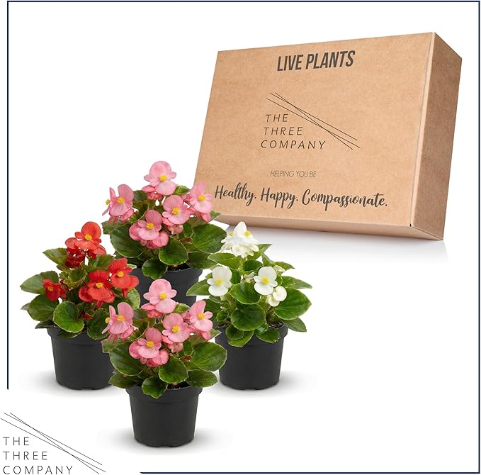 Live Begonia - Green Leaf Ambassador Assorted (4 Per Pack), Beautiful Shade Annual, Ships 8" Tall by 4" Wide in 1 Pt Pot
