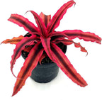 ragnaroc Live Plants – Cryptanthus ‘Rubin‘, 4-8" in 4" Pot - 1ct - Live Arrival Guaranteed - House Plants for Home Decor & Gift