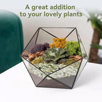 Pulovin 2.5LB Succulent and Cactus Pebbles, 1/5 Inch Jade Pebbles for Indoor Plants, Decorative Gravel for Vases, Bamboo, Succulent, Terrarium, Crafts, Cactus