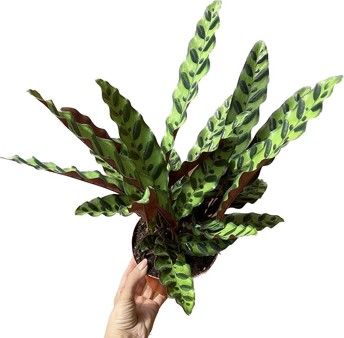 Calathea Lancifolia 'Rattlesnake' in 6" Pot - Calathea Live Plant - Rattlesnake Plant Live - Best Air Purifying Plant - CA Seller