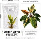Rare Philodendron Caramel Marble Tissue Culture Starter Plant, Tropical Live Plants, Plants for Collectors, Indoor Plants Live Houseplants