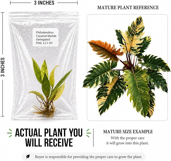 Rare Philodendron Caramel Marble Tissue Culture Starter Plant, Tropical Live Plants, Plants for Collectors, Indoor Plants Live Houseplants