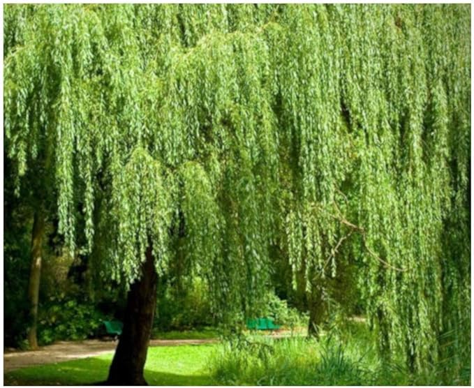 Brighter Blooms - Weeping Willow Tree, 3-4 ft. - No Shipping to AK, AZ, HI