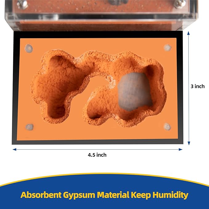 Formicarium - Ant Farm Habitat for Live Ants & Queen, Adult Educational Kit for Ant Behavior Study and Learning