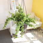 Trailing Elephant Bush Portulacaria Succulent Plant Hanging Basket, Pet Friendly Live Indoor Plants & Succulents, Real Houseplant, Non-Toxic Houseplants for Home or Office