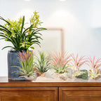 5 Pack Conch Sea Shell Air Plant Holder Natural Conch Plant Pots Holder Decorative Cute Tillandsia Succulent Display Container Table Centerpiece for Home Garden Decoration