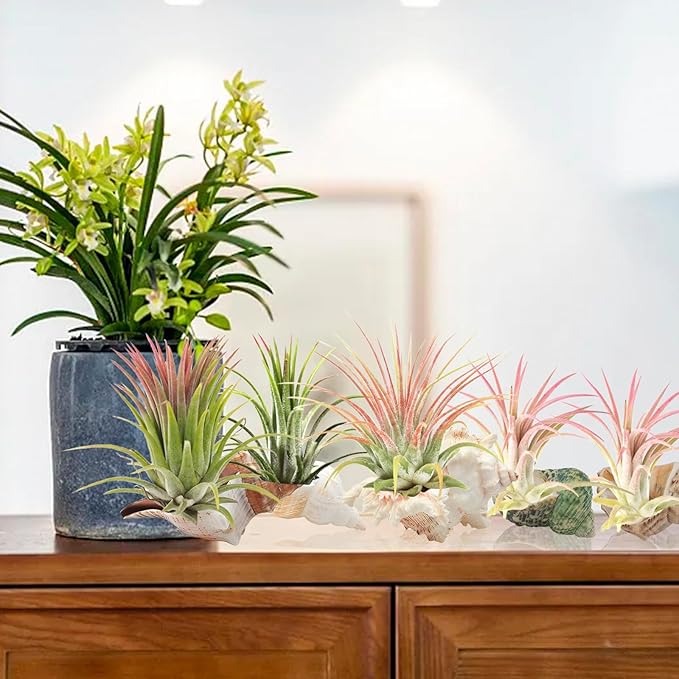 5 Pack Conch Sea Shell Air Plant Holder Natural Conch Plant Pots Holder Decorative Cute Tillandsia Succulent Display Container Table Centerpiece for Home Garden Decoration