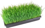 9GreenBox 5 Pack of Durable Black Plastic Growing Trays (with Holes) 21" x 11" x 2" - Planting Seedlings, Flowers, Wheatgrass