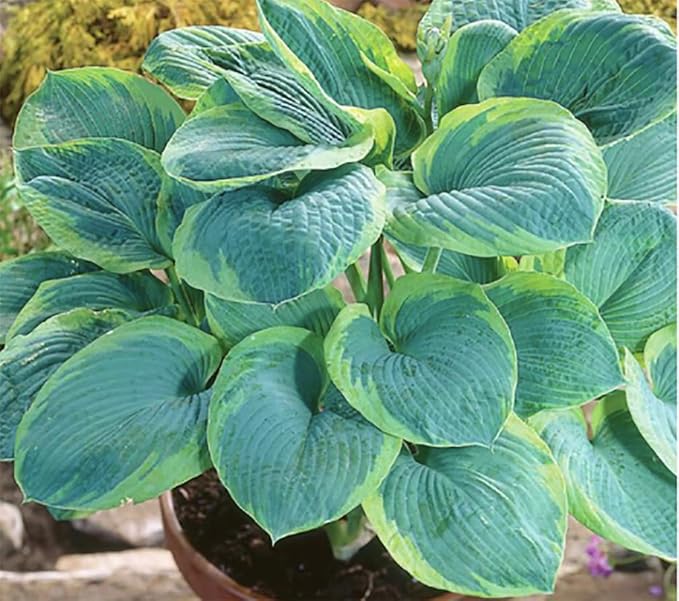 Vulcan Hosta - Shade Plant 24" Tall