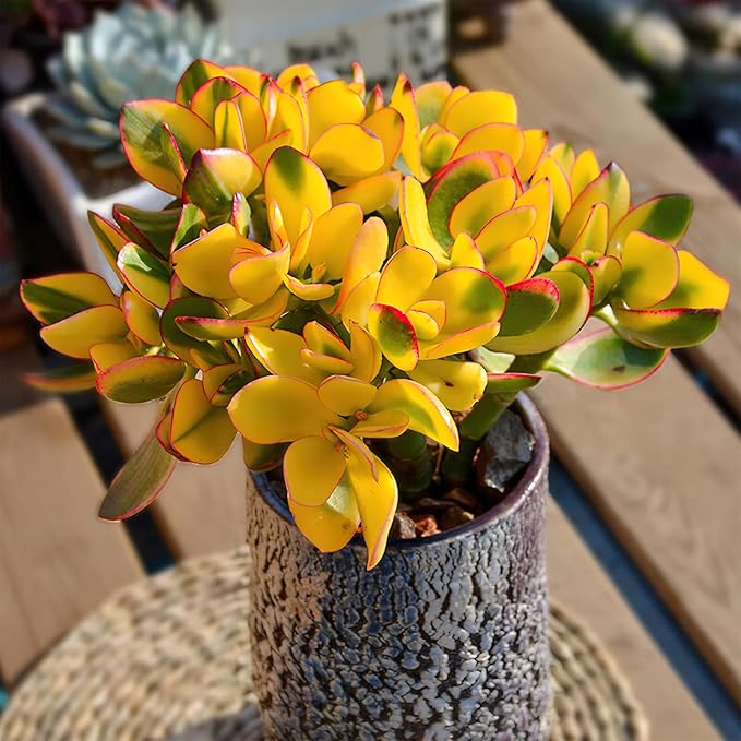 Sprout N Green Golden Jade with Green Stripe Pot, Live Crassula Ovata 'Hummel Sunset' Succulent, Rare Cute Plant, Home Office Décor