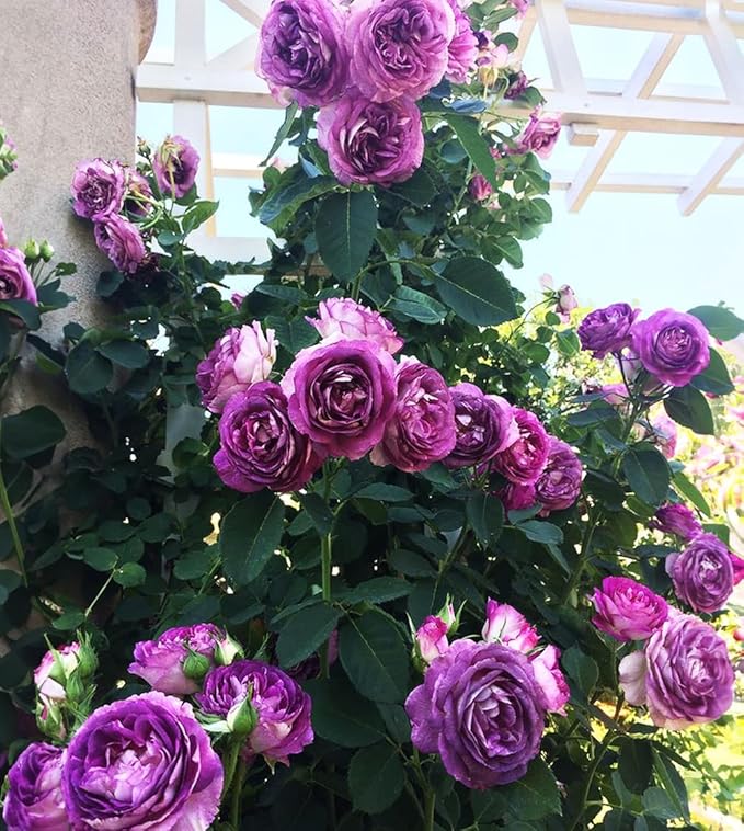 Rare Pink Red Purple Yellow Rose Seeds for Planting - 50+ Hybrid Climbing Rose Heirloom Bush Perennial Shrub Plant for Garden Decoration