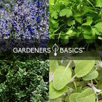 35 Medicinal Herb Seeds Variety Pack – Heirloom Non-GMO Healing & Culinary Herbs for Planting – Apothecary, Tea & Homestead Garden Kit