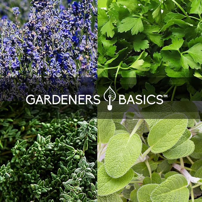 35 Medicinal Herb Seeds Variety Pack – Heirloom Non-GMO Healing & Culinary Herbs for Planting – Apothecary, Tea & Homestead Garden Kit