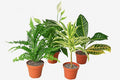 Generic Air Purifying Variety Bundle (4 Pack) in 6"" Pot | Live Plant for Indoor | House Plant Decor for Living Room, Office, Bathroom | 12"" - 22"" Tall