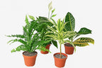 Generic Air Purifying Variety Bundle (4 Pack) in 6"" Pot | Live Plant for Indoor | House Plant Decor for Living Room, Office, Bathroom | 12"" - 22"" Tall