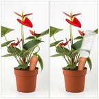 4 pcs Terracotta Watering Spikes - Automatic Self-Watering Stakes, Vacation Plant Waterer for Wine Bottle, Perfect for Indoor & Outdoor Plants
