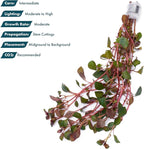 SubstrateSource Live Aquarium Red Stem Plants - Freshwater Aquatic Plant for Fish Tanks, Aquascaping - (Ludwigia Natans Super, 1 Bunch)