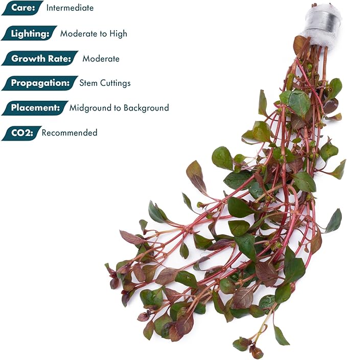 SubstrateSource Live Aquarium Red Stem Plants - Freshwater Aquatic Plant for Fish Tanks, Aquascaping - (Ludwigia Natans Super, 1 Bunch)