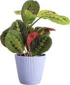 Thorsen's Greenhouse Red Prayer Plant, Live Indoor Plant, Pet Friendly, Popular Houseplant, Red Maranta, Easy to Grow, 4" Diameter Pot (Lavender)