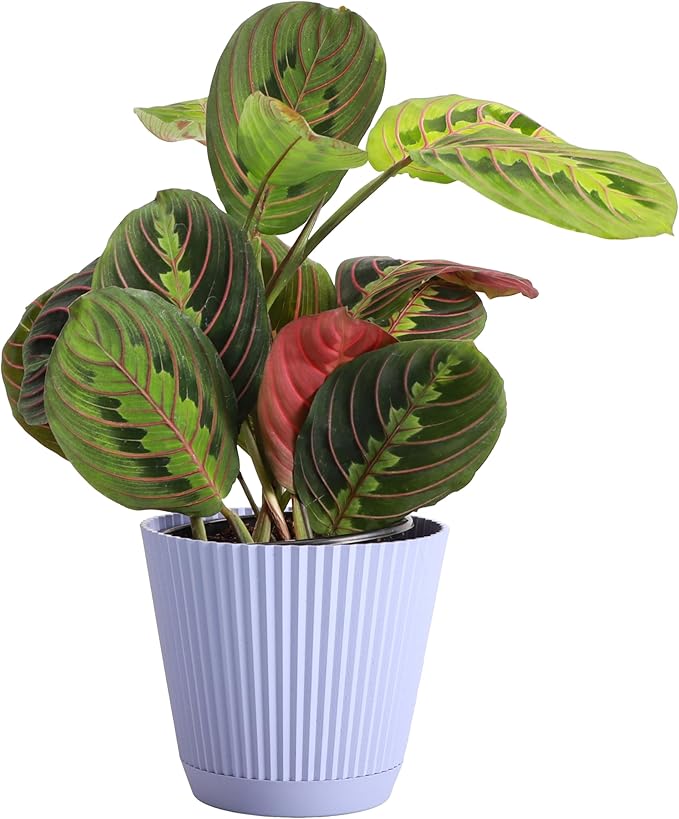 Thorsen's Greenhouse Red Prayer Plant, Live Indoor Plant, Pet Friendly, Popular Houseplant, Red Maranta, Easy to Grow, 4" Diameter Pot (Lavender)