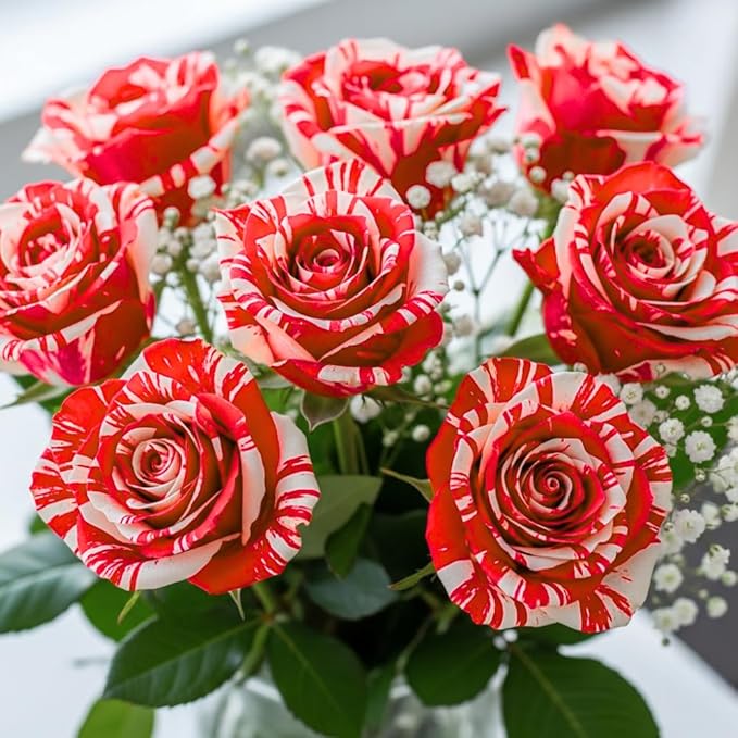 Red White Rose Live Plant, Can Grow As Rose Bushes Shrubs, Fragrant Ready to Plant, Starter Size, 5 to 10 Inc Tall, Dormant in Winter